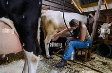 milking cow woman farm stock alamy malung kommun dalarna sweden