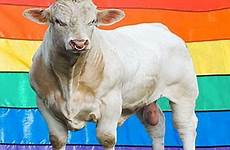 gay bull benjy bisexual actually cows infamous isn advocate