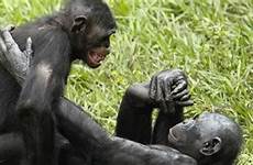 bonobos macacos macaco cruzando intercourse nascem animais piacere sesso reproduzem adultos viram