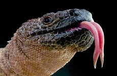lizard heloderma tongue horridum lucertola venomous velenosa venenosos lagarto orrido lucertole gila lizards animali moldeado rilievo
