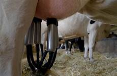 milking udder detaches