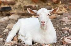 goat girl female names male cute pet good hilarious surely ll funny