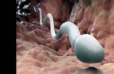 womb sperm inside happens ejaculated when fetus