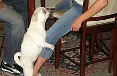hump chien humping humps malingering calme behaviors sexuality jambe