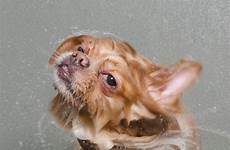 gamand bagnato molhados cachorros cani perros banho ritratto adorabili fanno bagno photographic kupanja tokom fotografije pasa keblog prennent bain chiens