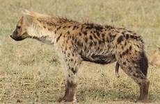 hyenas hiena hyena penis male malhada females males pseudo genitalia fêmea anatomy hembra hieny pene femea