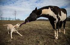 horses dogs friends horse together labrador hounds animal proof labradors worst thoughts pawbuzz play make quite learn lot wonderful