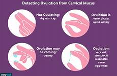 mucus cervical ovulation cervix check discharge fertile vaginal fertility temperature getting detect basal lendir serviks faster kesuburan verywellfamily bleeding checking