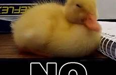 gif duckling truth teens do don