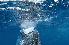 gif whale shark manta ray roundup sharks deepseanews deep sea underwater choose board