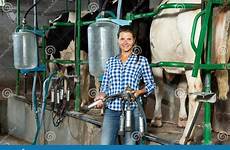 milking cows mungitura vacche automatica prepara alla