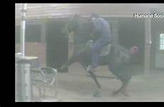 lick horses cruelty sir shocks trainer abused animal tennessee guilty pleads prized licking abuse