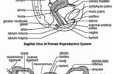 reproductive glands mammary