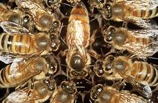 bee queen larvae fed facts newscientist chance becoming did know these food