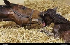 foal mare newborn licking her horse lick stock alamy