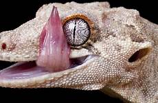 gecko tongue split lizard choose board