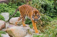 giungla gatto tigre asiatica