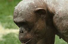 hairless chimp mongo twycross rekkers gorila simpanse berbulu jambo beaton unexpectedly
