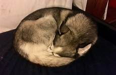 husky curl perfect comments siberianhusky
