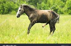 stallion pasture