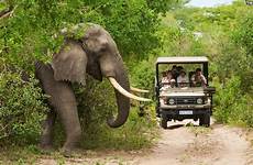 safari africa south kruger park holidays holiday national elephant luxury game