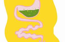digestive giphy system gif gifs