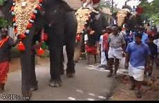 elephant man parade kicks gif dancing gifs show