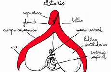 el que clítoris la se vulva es anatomía un estructura grande