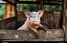 pig filthy dirty alamy stock hog manure hanging