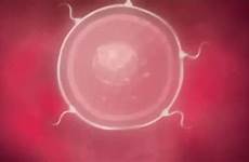 gif impregnation gifs egg sperm cell cells tenor caption