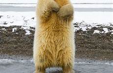 polar bear dancing funny グマ ホッキョク animals bears 踊る animal リアル am dance 動物 1funny grove pix クマ
