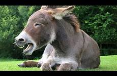 donkey man donkeys animals gay burro mating breeding marica does travel sexx