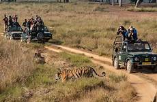 safari tiger india jeep tigers expect