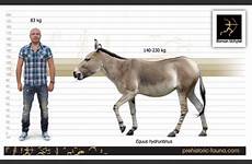 european ass equus code size