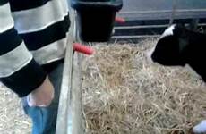 cow calf blowjob sucks cock farmer sucking nude xvideos