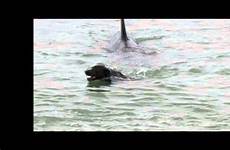 orca dog orcas zealand chasing bay matheson killer diver leigh stick swimming