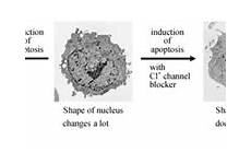 cell nips apoptotic cl absence micrographs morphology blocker stimulation presence changes channel after