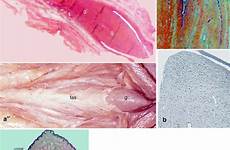 clitoris morphology external clitoral organ fig