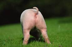 pigs pig butt piggy piglet baby little cute hogs uploaded user guess mini oink
