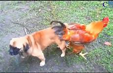 dog chicken xxx gay mating