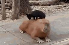 capybara massaging capybaras sitting jesus