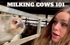 milked cows