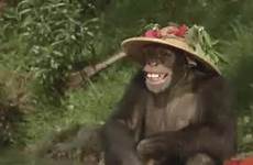 chapeau singe langue 2590