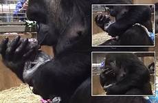 gorillas zoo cheeky gorilla newborn frisky shocked repeatedly