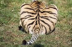 tiger tail butt shape heart predator priest stock funny similar