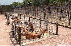 cage prisoners prison vietnam phu quoc coconut jail stock preview iron