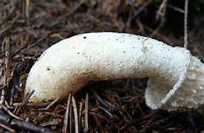 mushroom phallus impudicus stinkhorn mushrooms fungus nastiest phallic howstuffworks burial smells hswstatic boners left brains ungodly