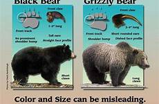 grizzly difference spokesman avoidance biologist offered knowing hunters