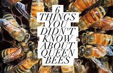 queen bees know bee things honey beekeeping didnt girl didn hive hives swarm not worker choose board colony