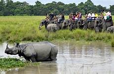 kaziranga elephant safari park national assam jungle lure tourism elephants